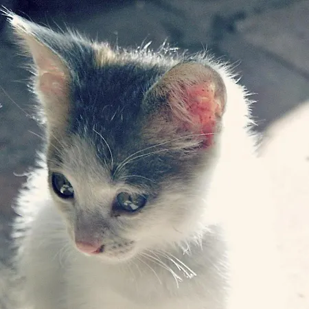 Stazzu La Capretta Farm & Guest