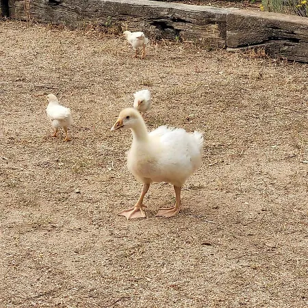 Stazzu La Capretta Farm & Guest אתר קמפינג