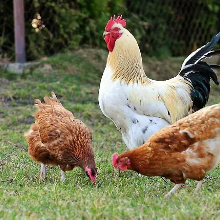 Stazzu La Capretta Farm & Guest אולביה
