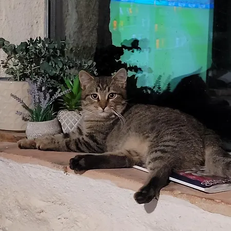 Parque de Campismo Stazzu La Capretta Farm & Guest