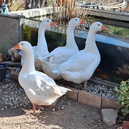 Stazzu La Capretta Farm & Guest אתר קמפינג 3*