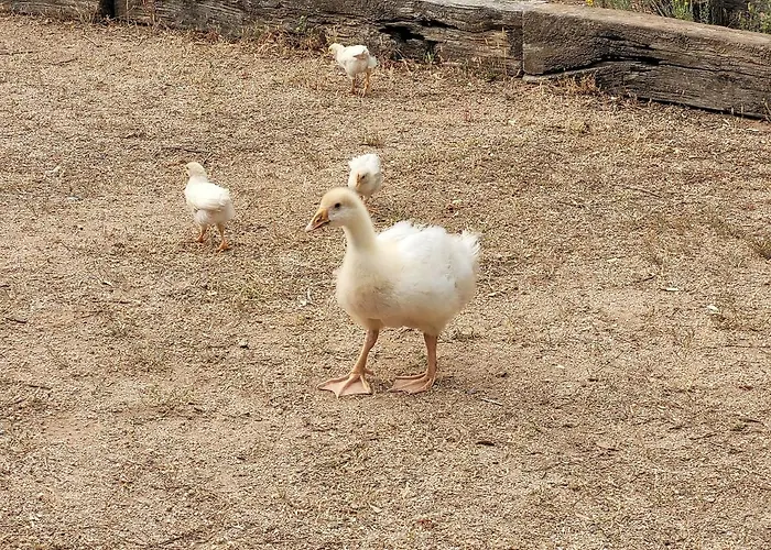 Stazzu La Capretta Farm & Guest 营地